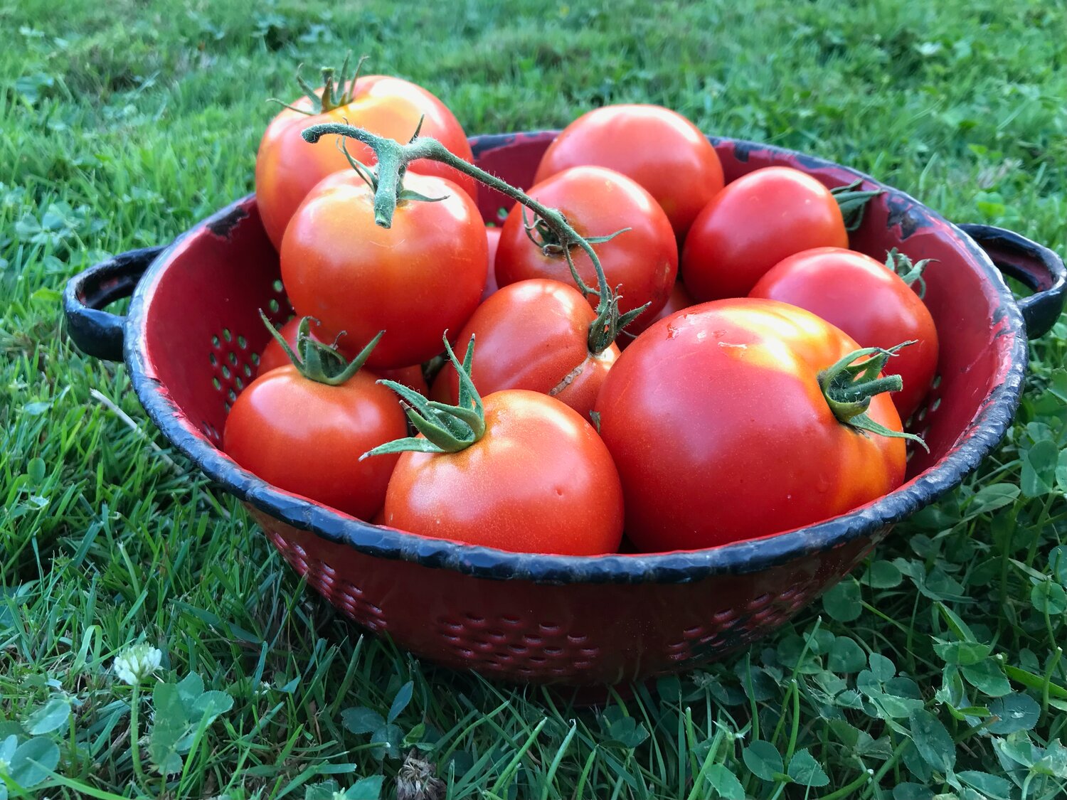 Beautiful tomatoes, some with slightly sunburned shoulders.